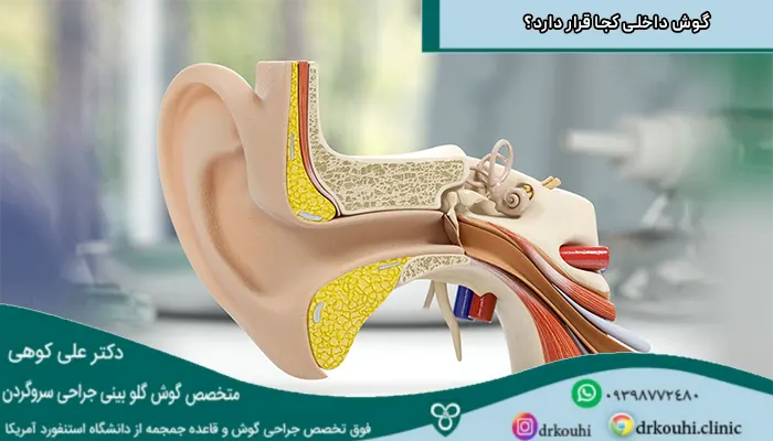 بخش های گوناگون حلزون گوش
