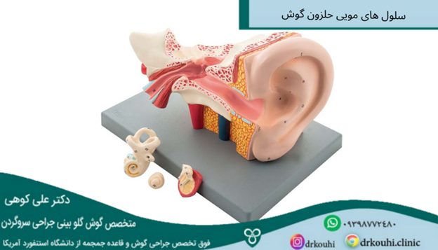 سلول‌های مویی حلزون گوش