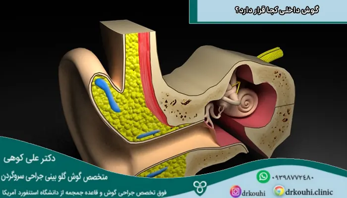 تصویری از ساختار گوش انسان