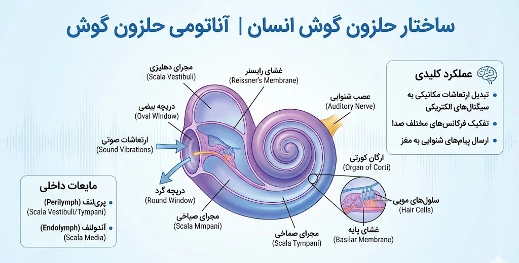 ساختار حلزون گوش انسان | آناتومی حلزون گوش