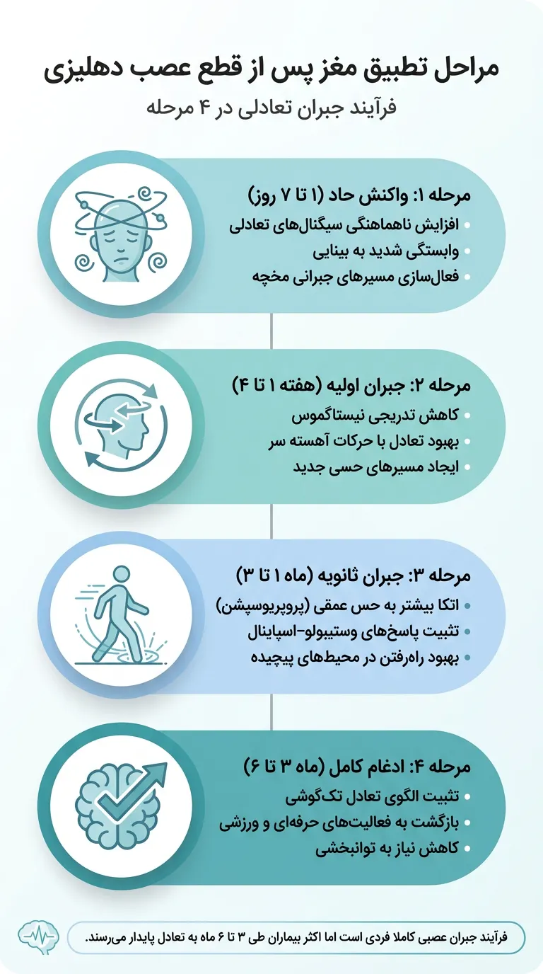 اینفوگرافیک مراحل تطبیق مغز پس از قطع عصب دهلیزی